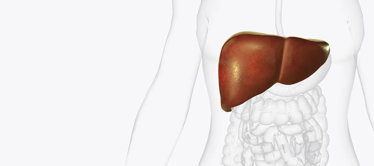 How to Keep Your Liver Healthy Naturally